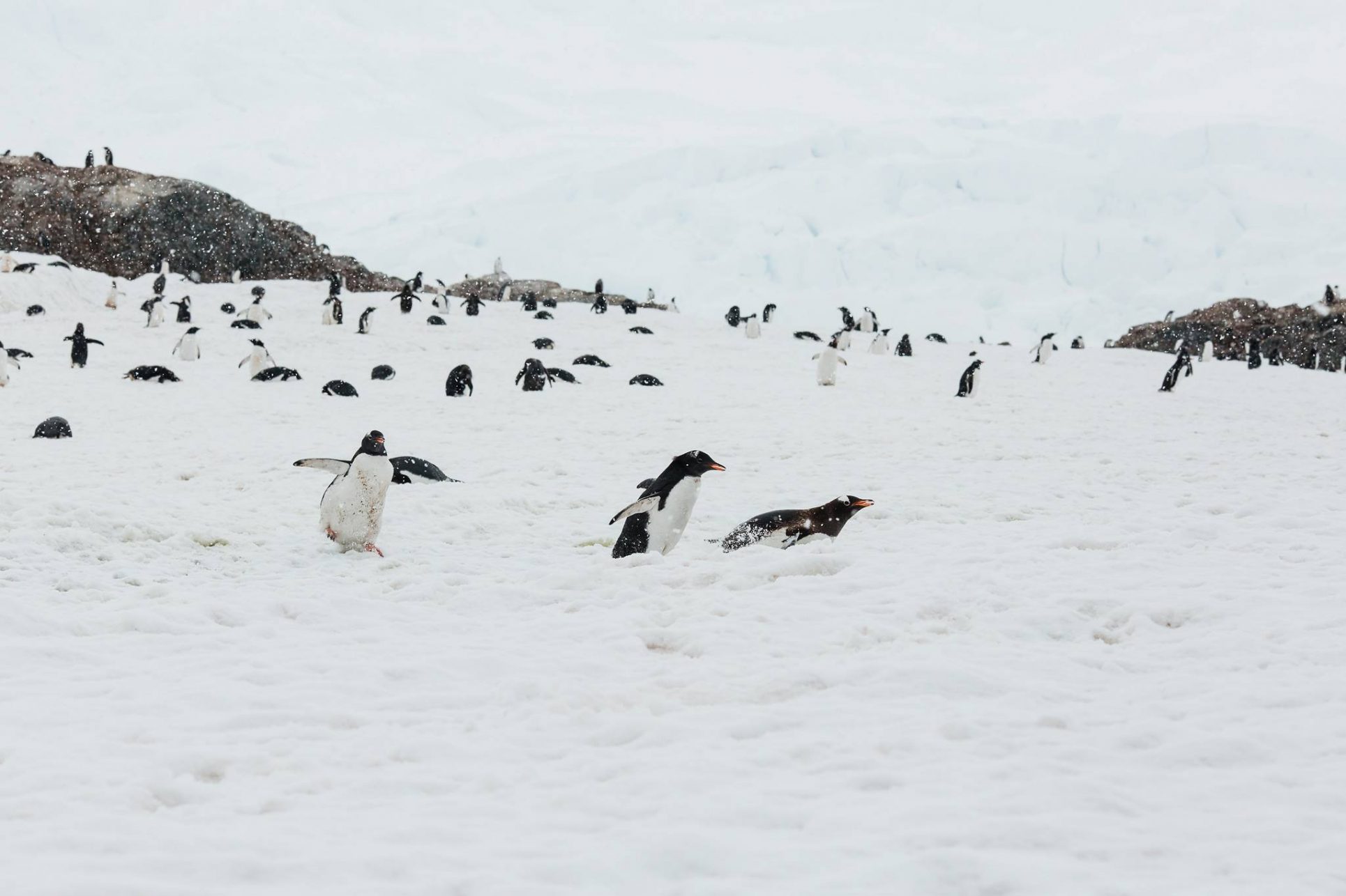 Dos ticas, entre 80 científicas que cruzan la Antártida