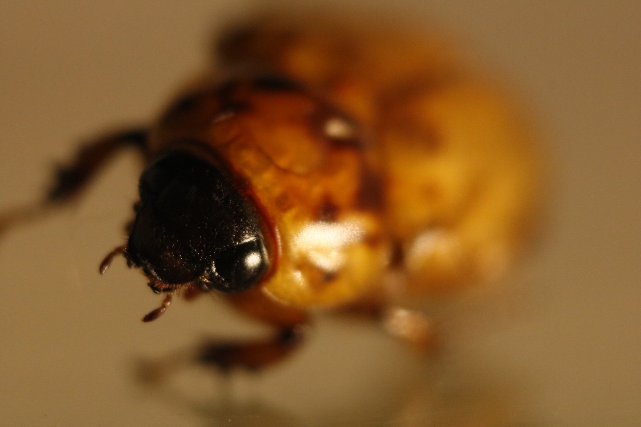 70 especies de abejones  buscando “amor” invaden casas ticas estos días