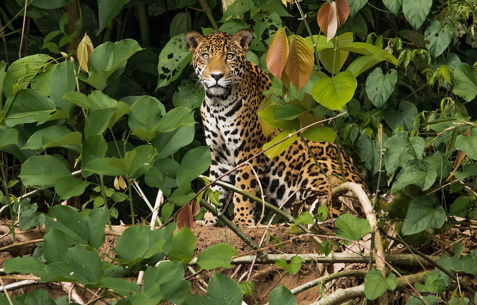 Población de jaguares se está  recuperando en Guanacaste