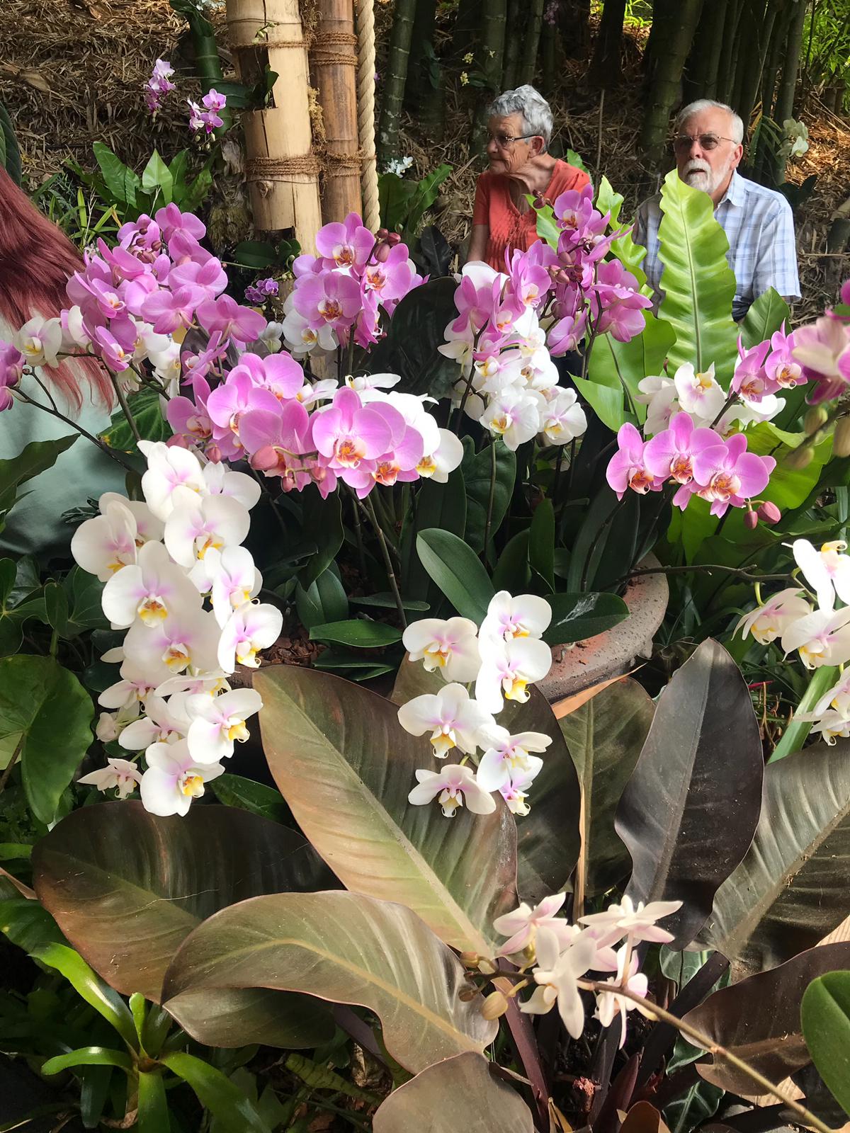 Orquídeas ticas destacan en “jardín del Edén” británico