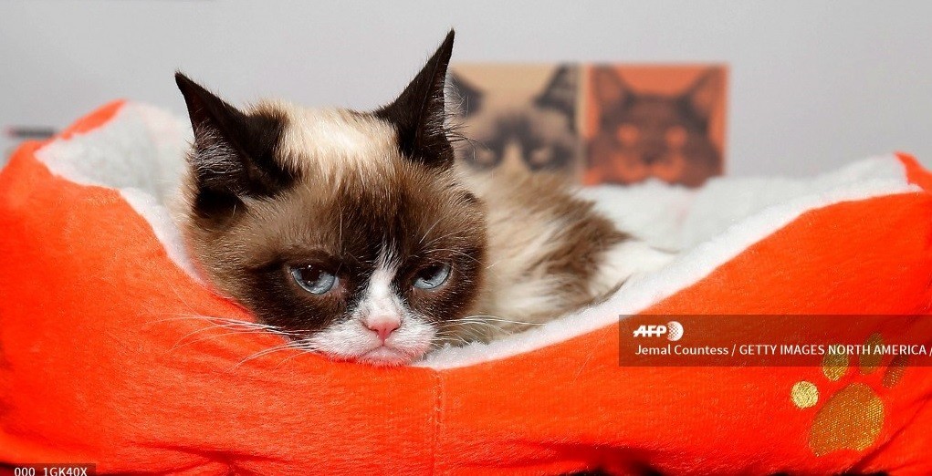Muere Grumpy Cat, la “gata gruñona” más famosa de las redes sociales