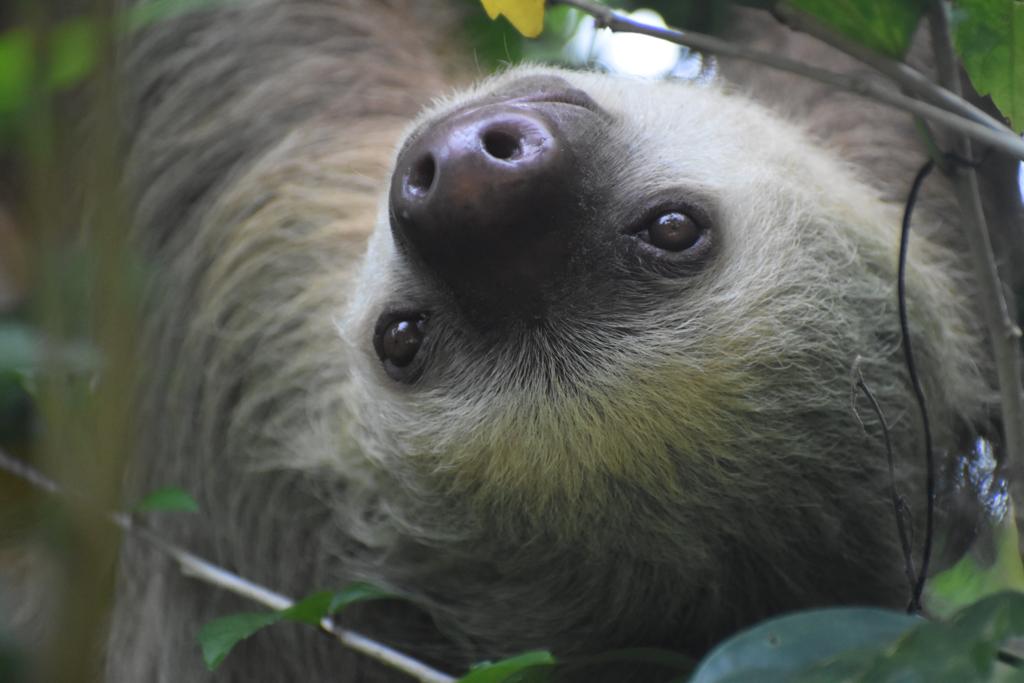 6 datos sobre el perezoso, el próximo símbolo nacional de Costa Rica