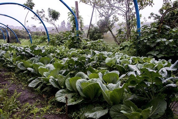 Cultivos de agricultura orgánica crecieron 3%; país con oportunidad de destacar