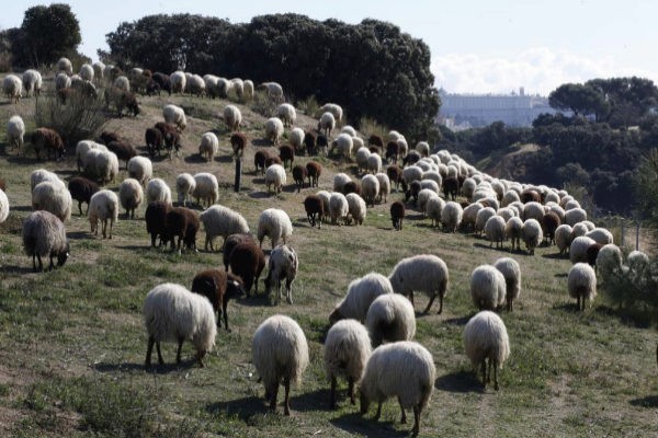 Inscriben 15 ovejas para evitar cierre de escuela en Francia