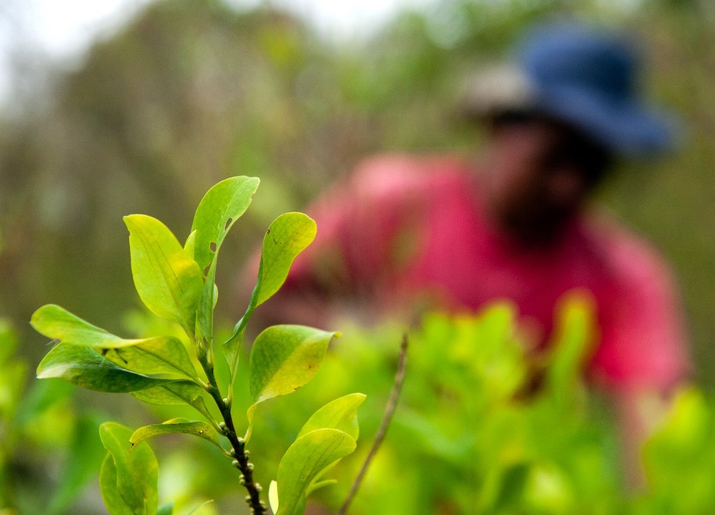 Colombia redujo cultivos de coca por primera vez desde 2012