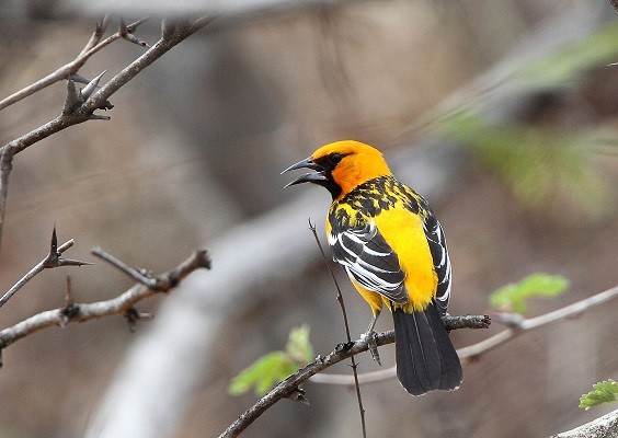 Parches de bosque mantienen comunidades de aves similares a las de zonas protegidas