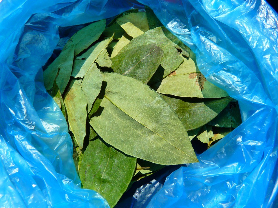 Por primera vez, el OIJ encontró siembra de coca en el país