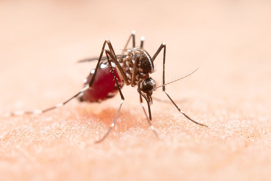 Salud confirma cuatro casos de malaria en Limón