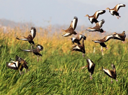 Competencia internacional de avistamiento de aves vuelve en octubre
