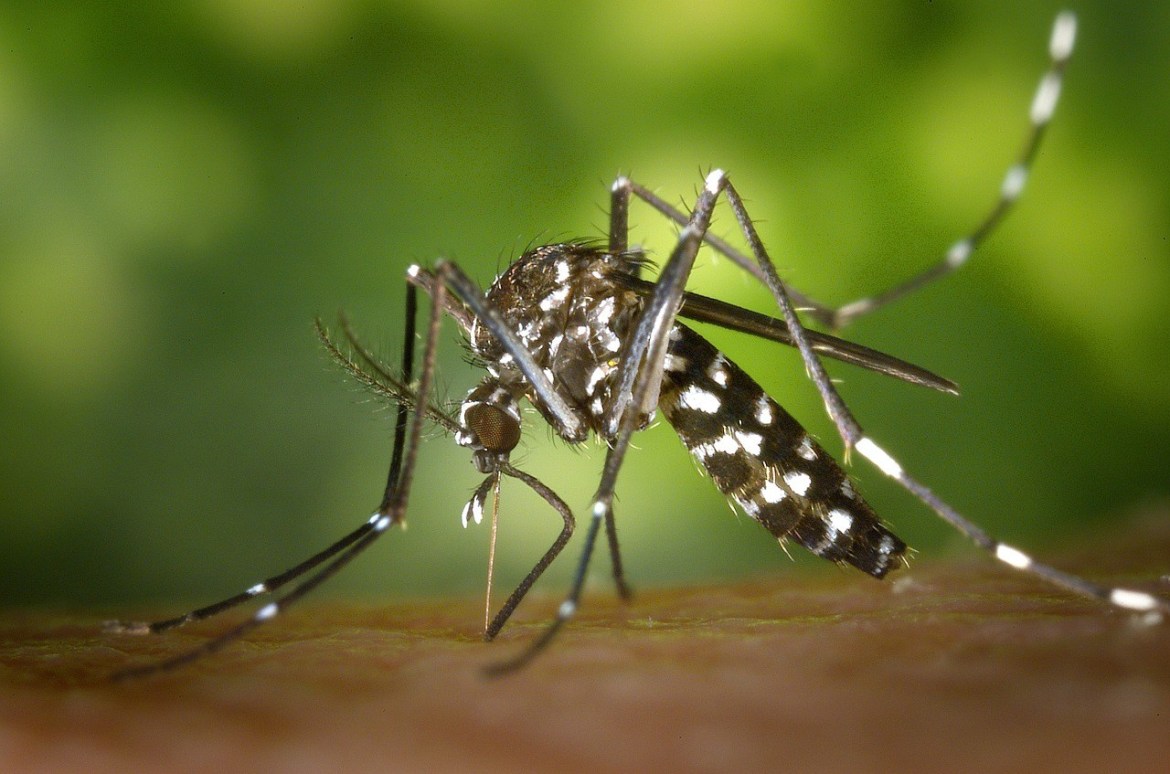 Alajuela con repunte de casos por dengue, última semana registró 232 contagios nuevos