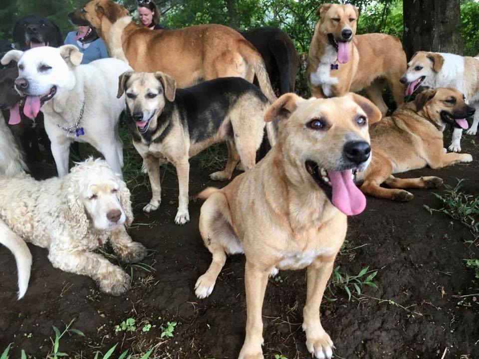 Plan busca crear fondo con dinero de Senasa para beneficiar organizaciones de rescate animal