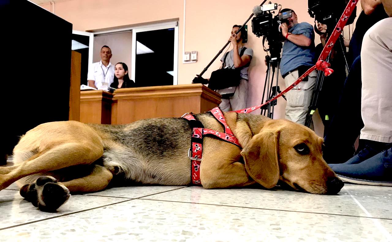 Entre “mendicidad policial” y “limosna” veterinaria: OIJ afronta con las garras denuncias por crueldad animal