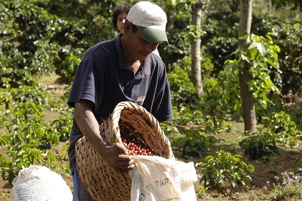 Diputado busca incorporar el café como símbolo nacional para reconocer trabajo en el campo