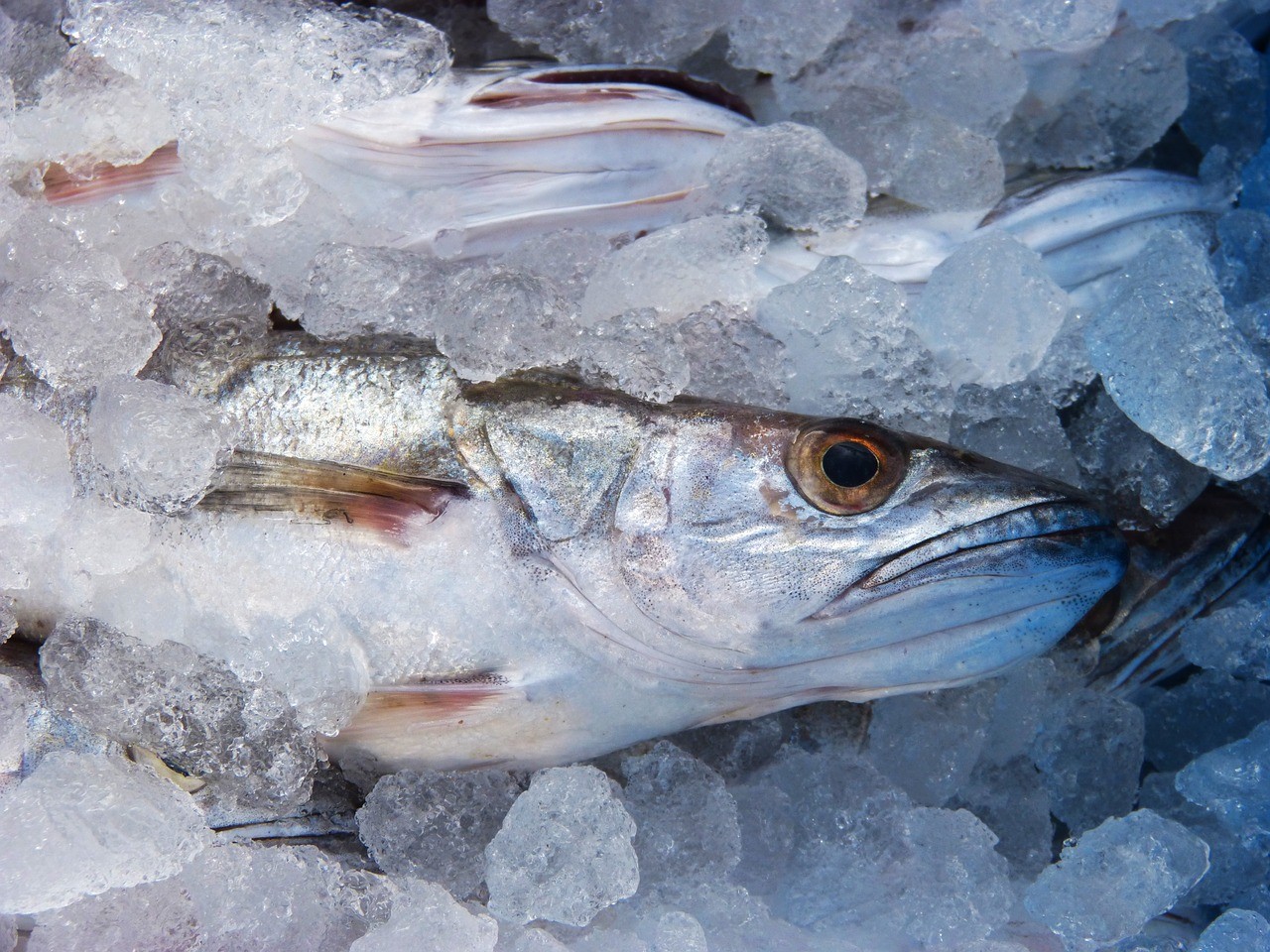 Estudio: 61,4% de las personas considera que precio del pescado es caro o muy caro 