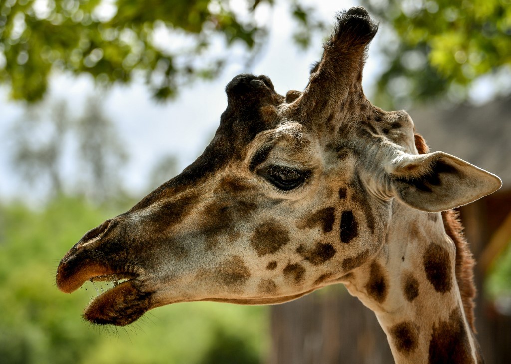 La jirafa y la amenaza de “extinción silenciosa” en África