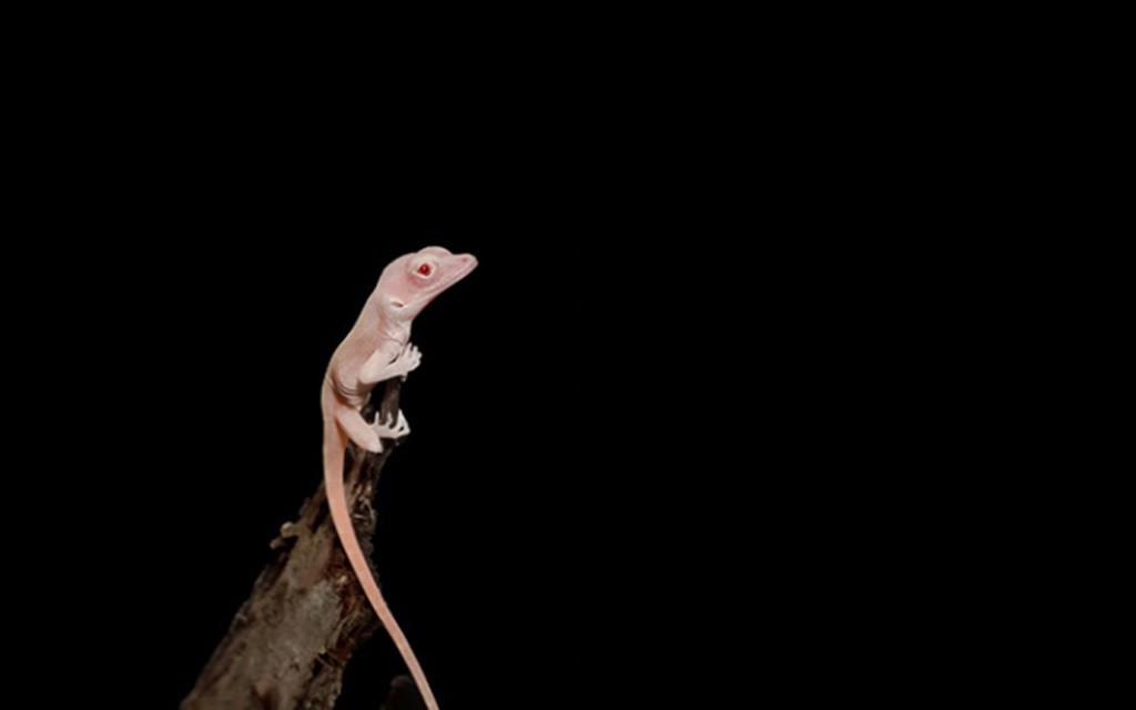 Científicos “crean” lagartijas albinas, primer reptil modificado genéticamente