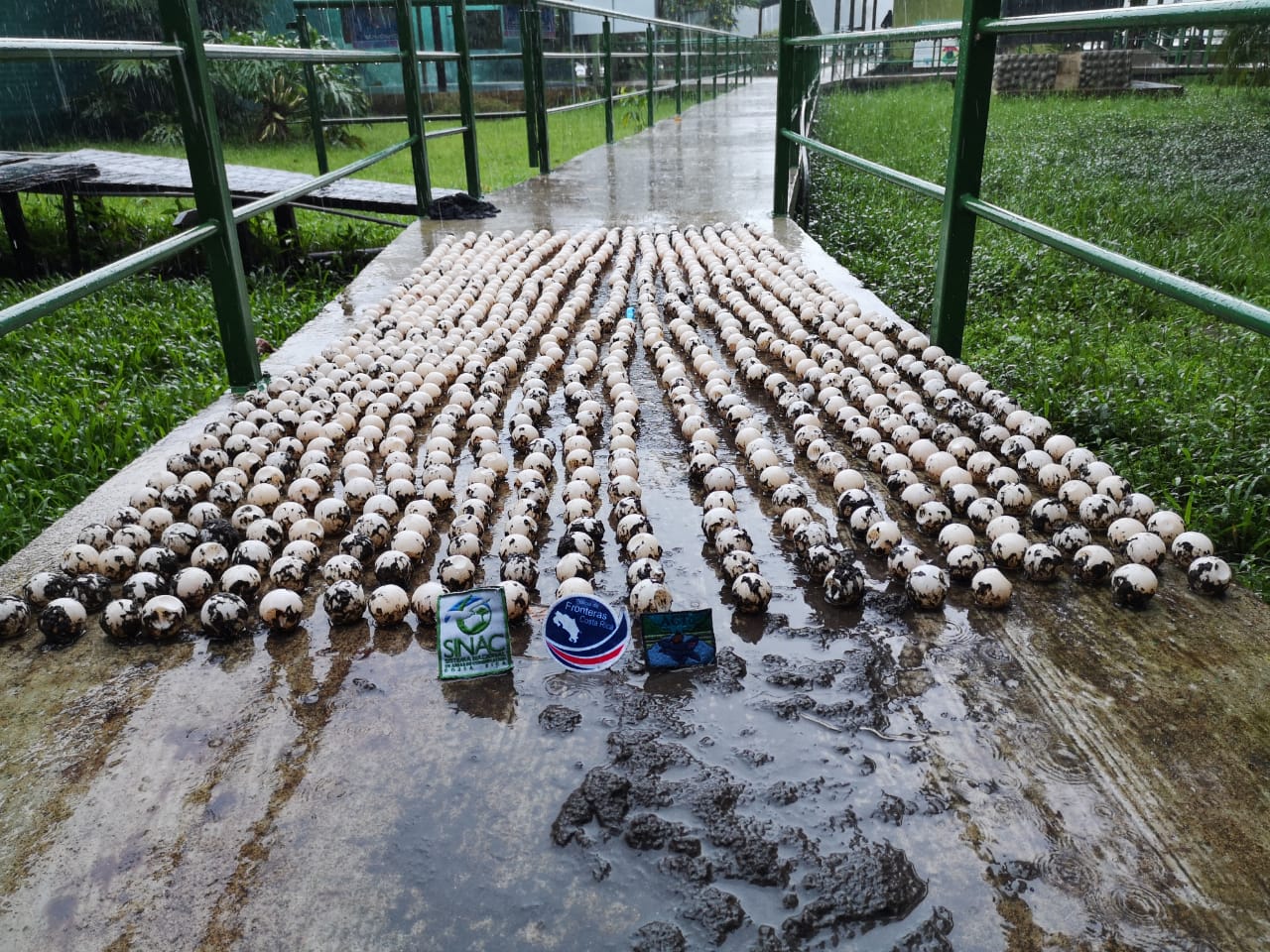 710 huevos de tortuga fueron decomisados a saqueadores de nidos