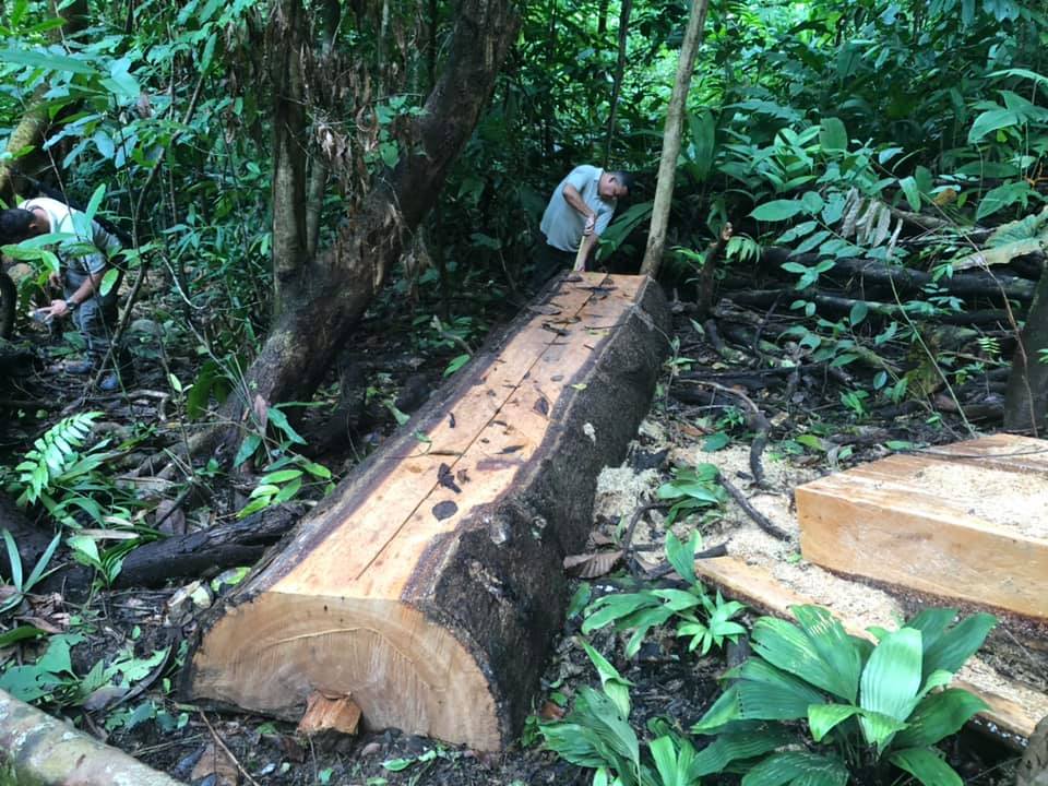 Aumento de tala ilegal en Osa preocupa a guardaparques
