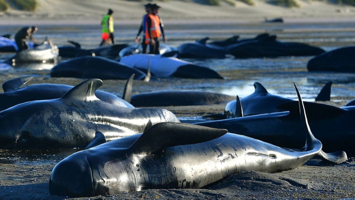 Unas 50 ballenas piloto se quedan varadas en la costa de Islandia