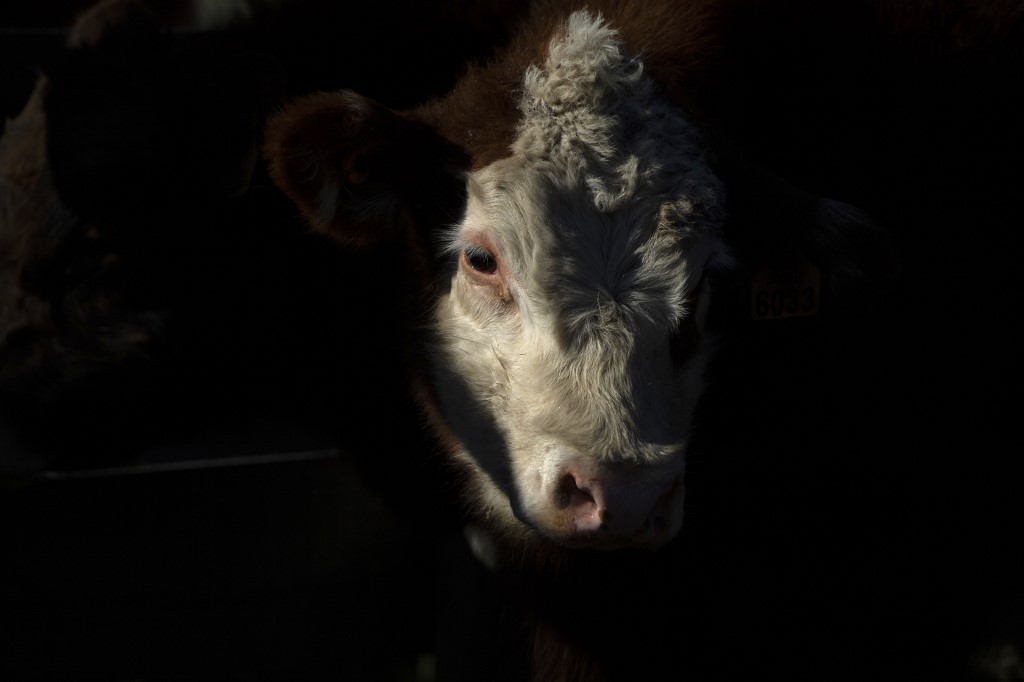 Senasa detecta quinto brote de rabia bovina en el año
