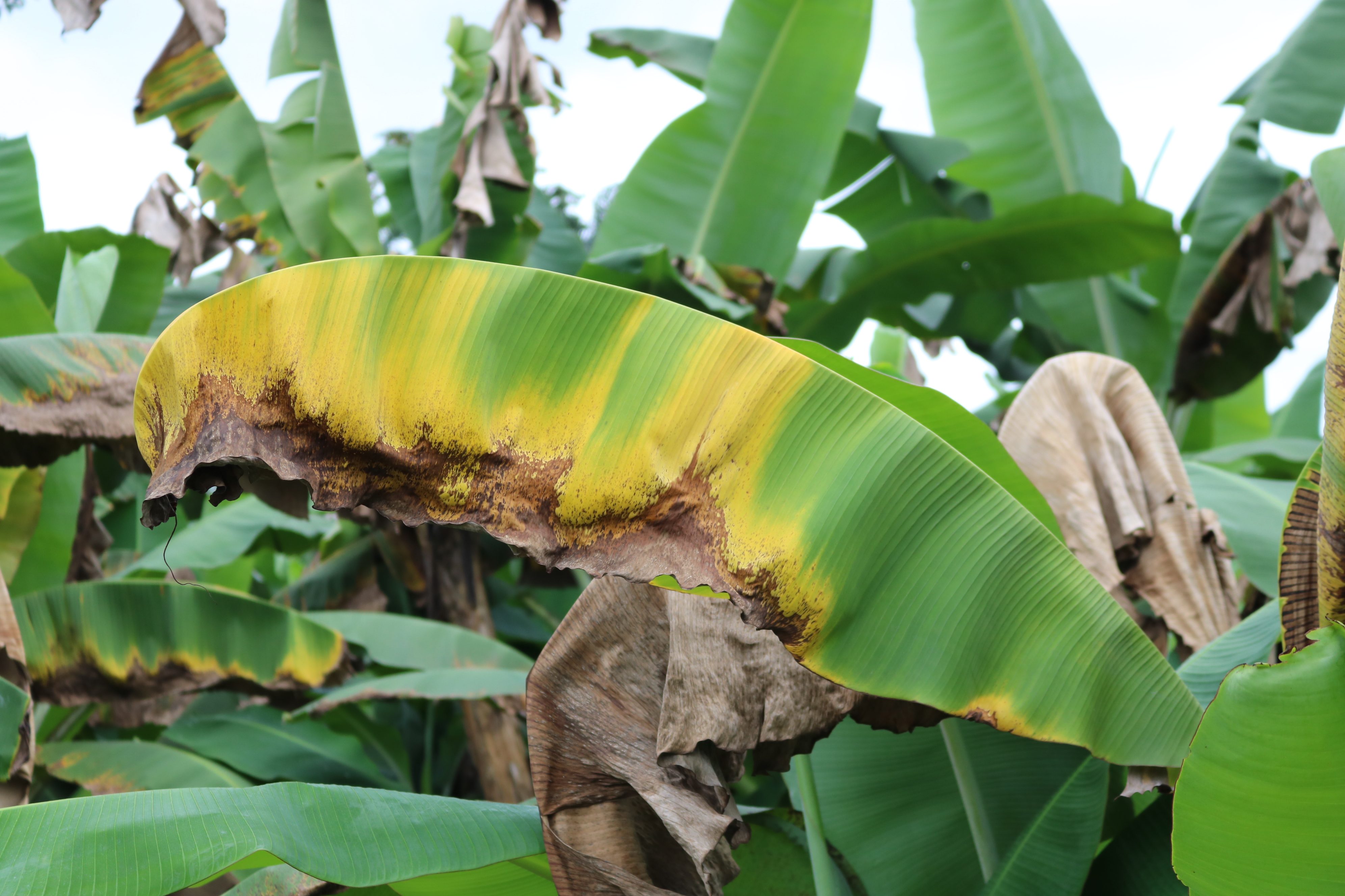 País redobla esfuerzos para impedir entrada de hongo que afecta cultivos de banano