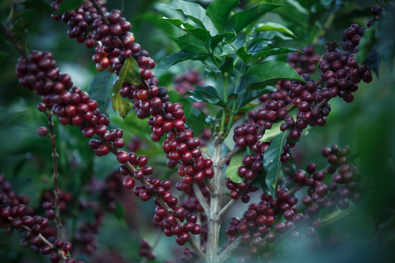 En el 2020 Costa Rica exportará café con etiqueta ambiental a Europa