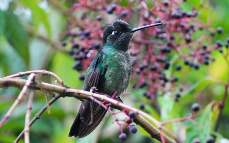 El colibrí ya es símbolo nacional; el número 19 de Costa Rica