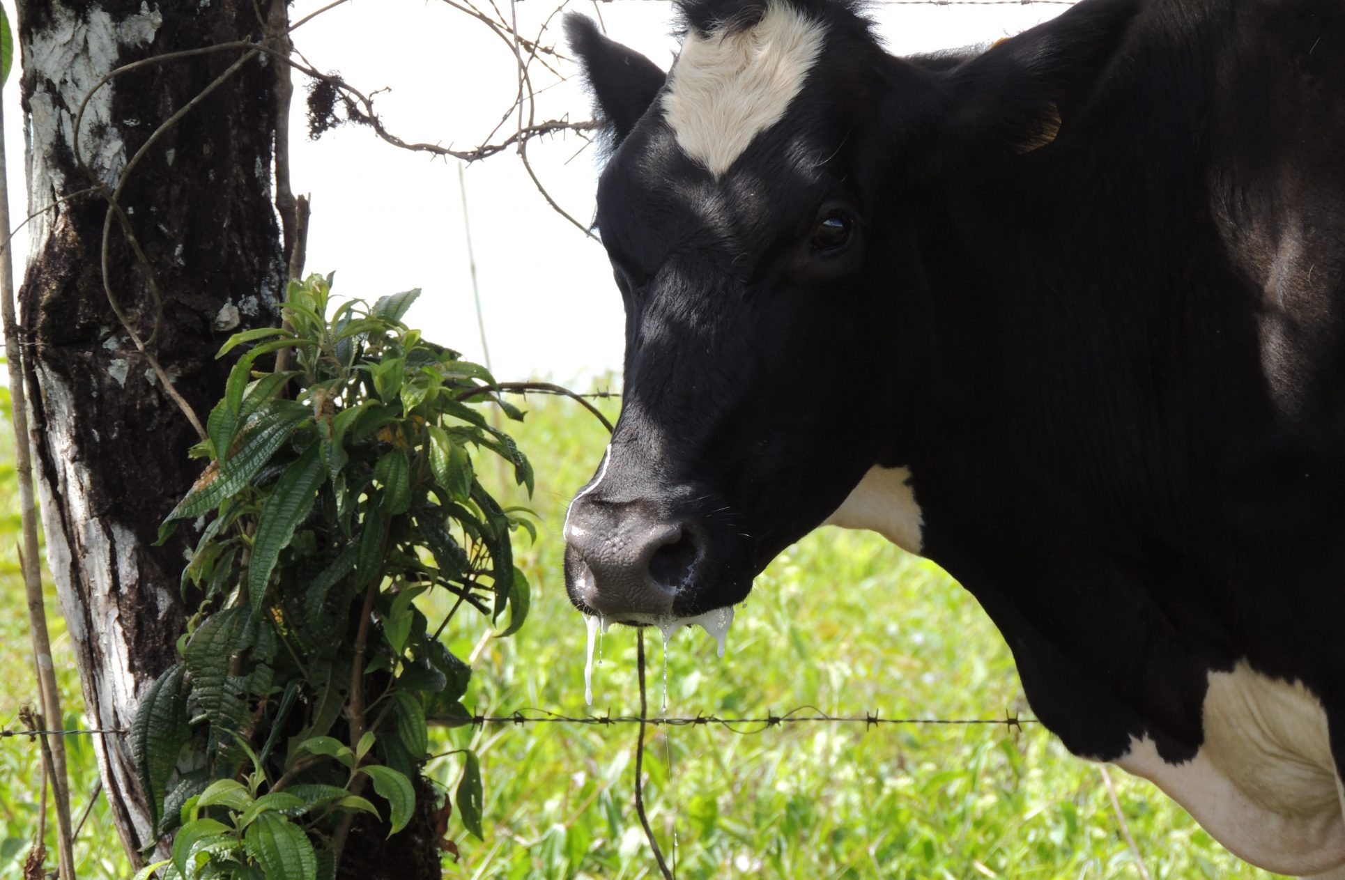 VIDEO l Cable de alta tensión mató a 25 vacas en finca de Bagaces
