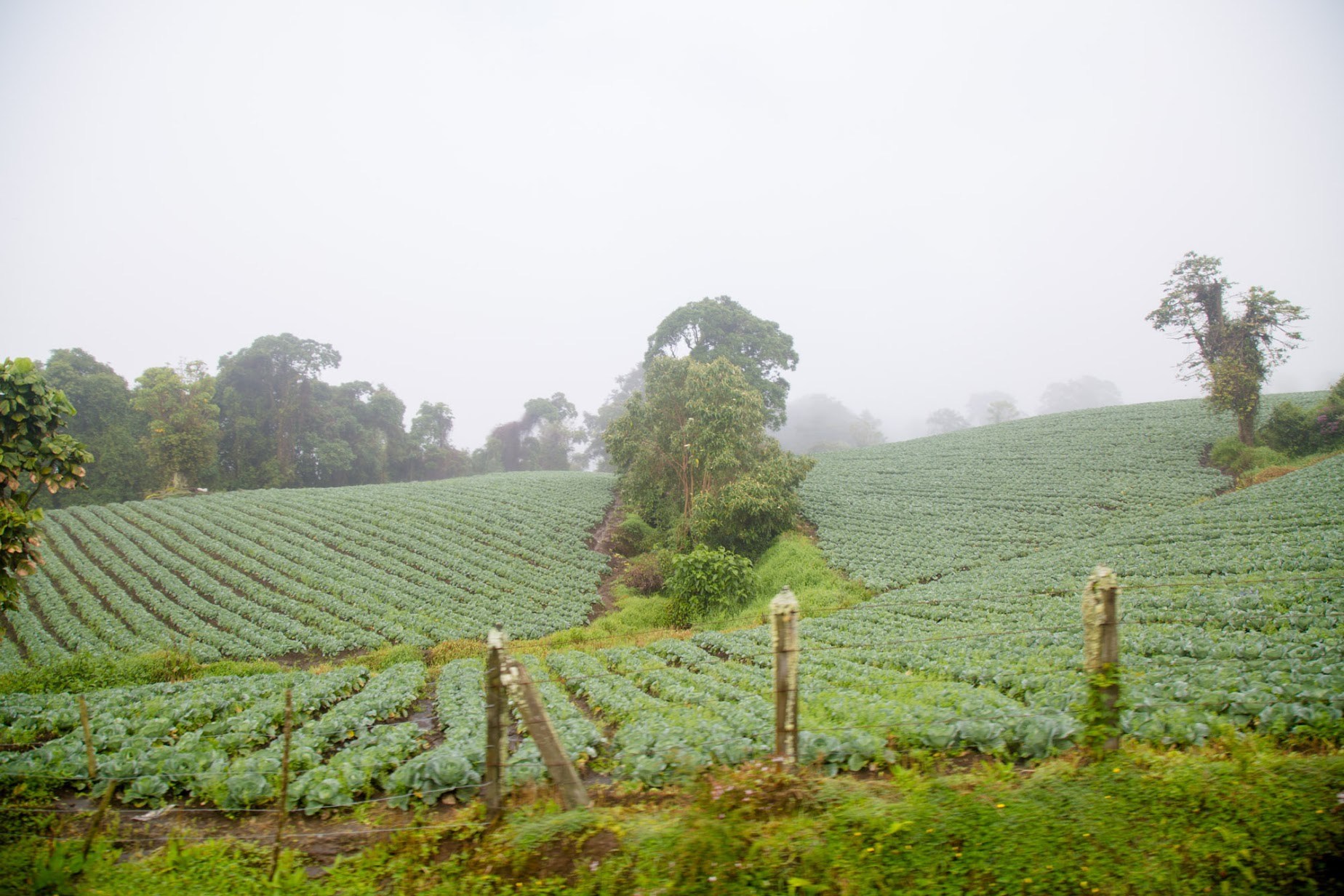 Costa Rica quiere transformar su sector agro: diversificar cultivos, tecnología y valor agregado son clave