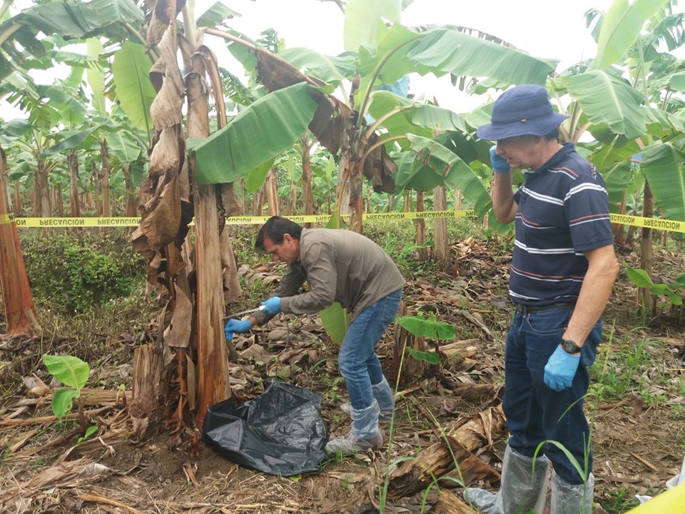 Gobierno y Corbana analizan decretar emergencia para prevenir hongo que afecta a plantaciones de banano
