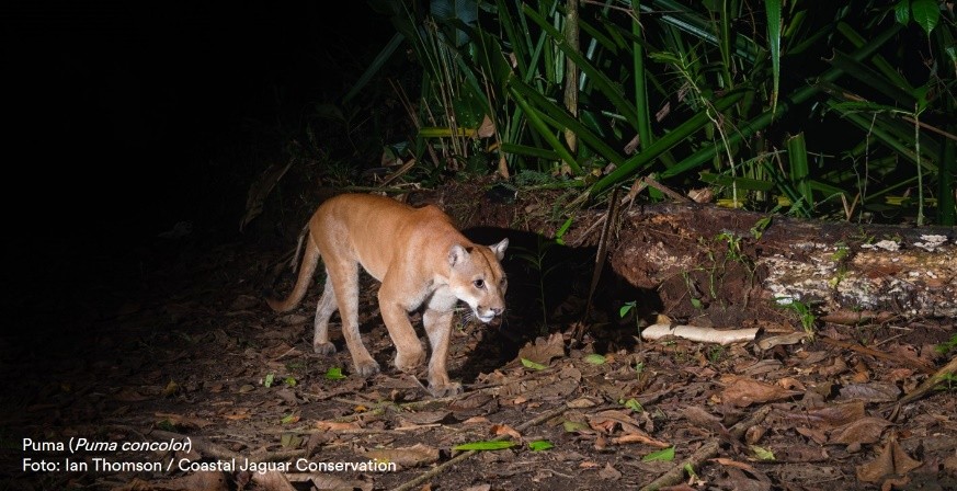 ¡Puma en Escazú! Piden calma ante nuevo avistamiento de felino en zonas urbanas