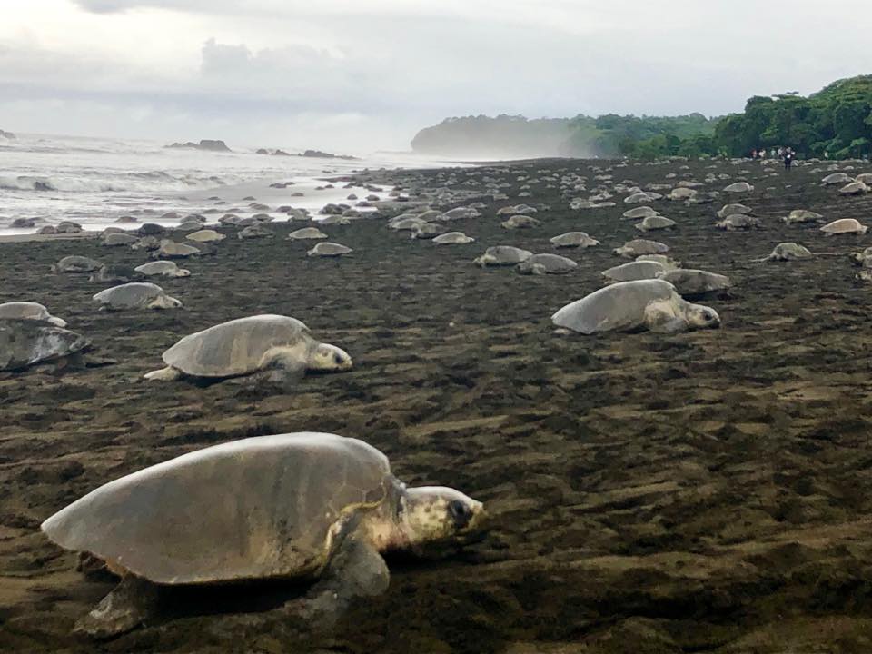 Refugio de Ostional desmiente arribada masiva de tortugas