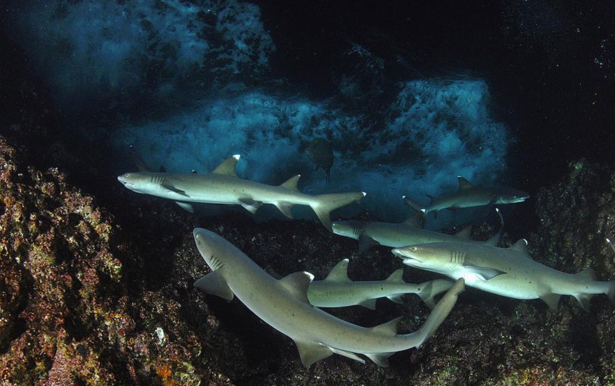 Proyecto de ley quiere devolver condición de vida silvestre a los tiburones