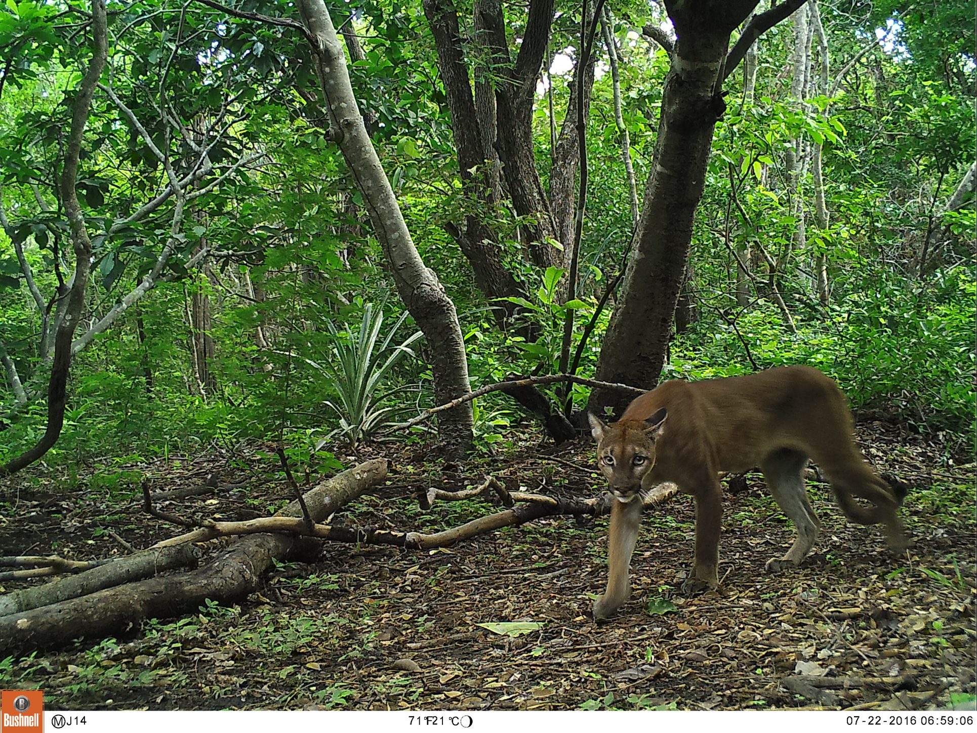 Altos costos dificultan investigación de felinos silvestres en Costa Rica