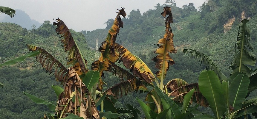 En menos de un mes, MAG espera decretar emergencia por hongo que afecta plantaciones bananeras