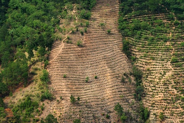 Guerra contra las drogas incide en destrucción de bosques centroamericanos