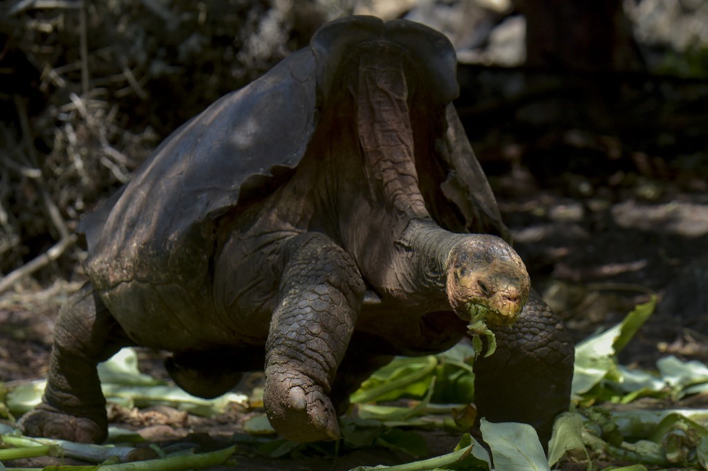 Conductor pagará $11.000 de multa por atropellar a una tortuga en Galápagos