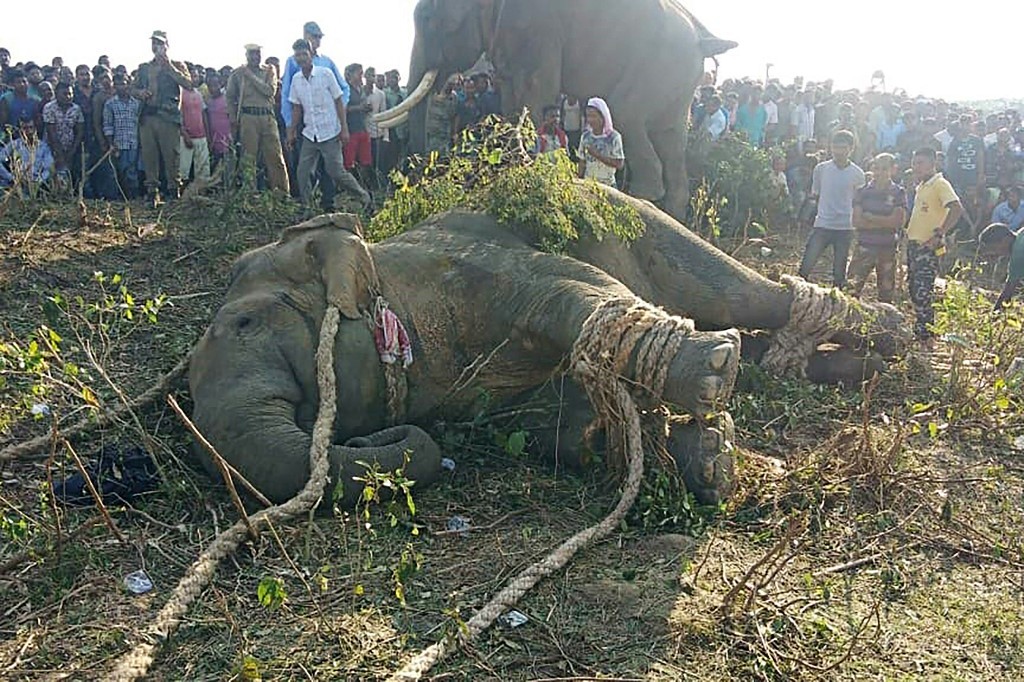 Capturan en India un elefante llamado “Bin Laden” tras matar a 5 personas