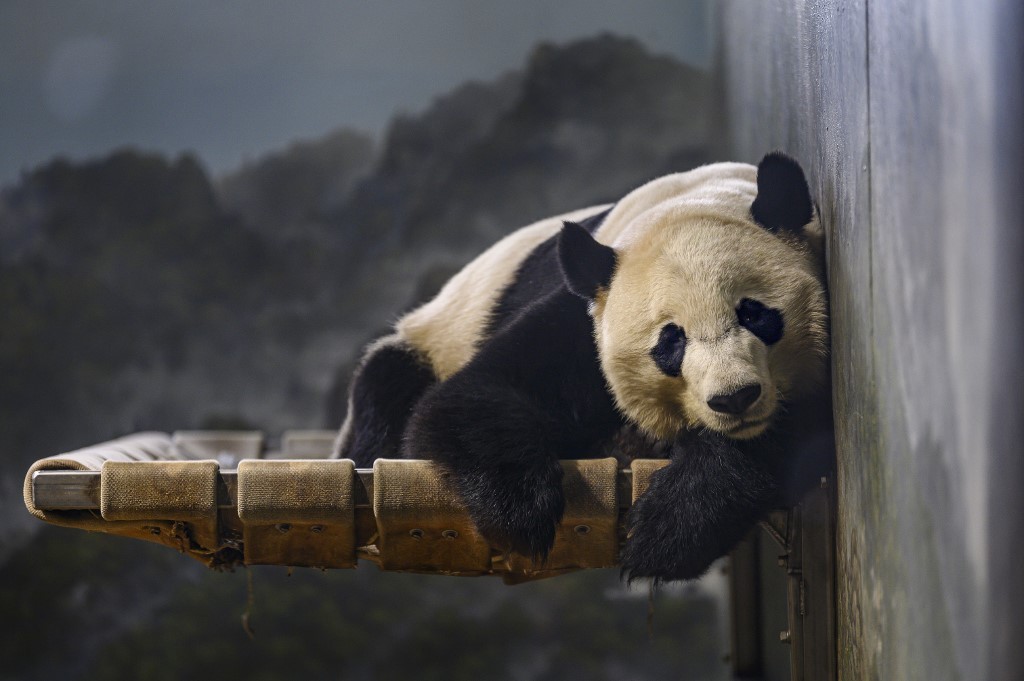 Panda Bei Bei sale del zoológico de Washington con destino a China