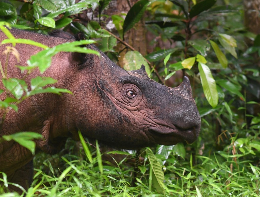 Murió el último rinoceronte de Sumatra que restaba en Malasia