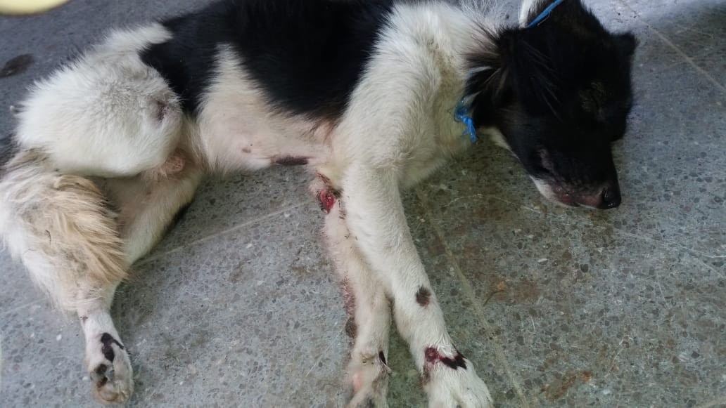 Vecino de Pococí es investigado por arrastrar un perro amarrado a su bicimoto