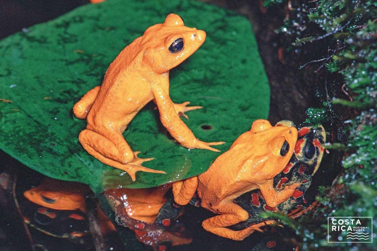 El sapo dorado de Costa Rica fue víctima del calentamiento del planeta, según climatólogos