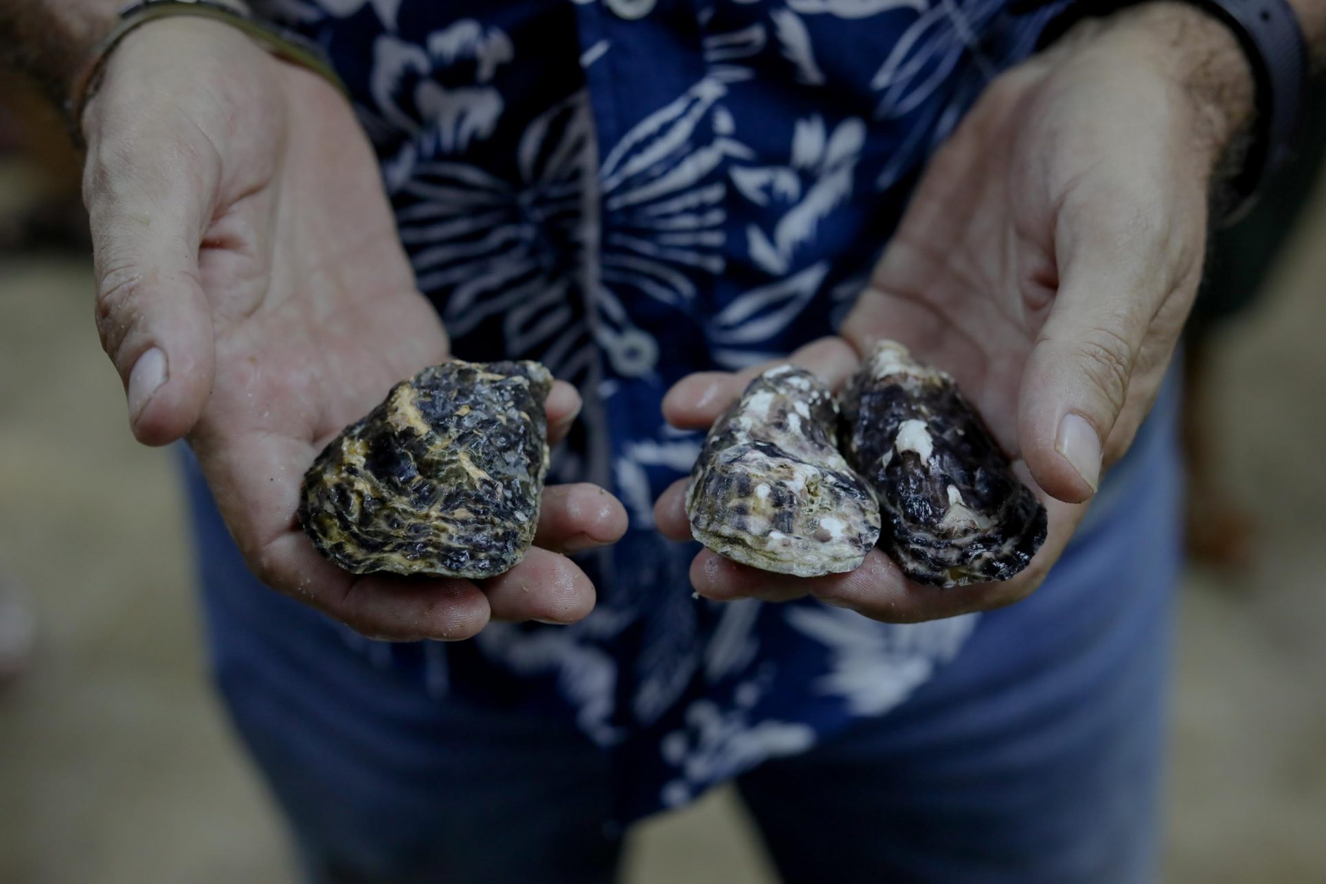 Cultivo de ostras: una oportunidad para zonas costeras pero de difícil arranque