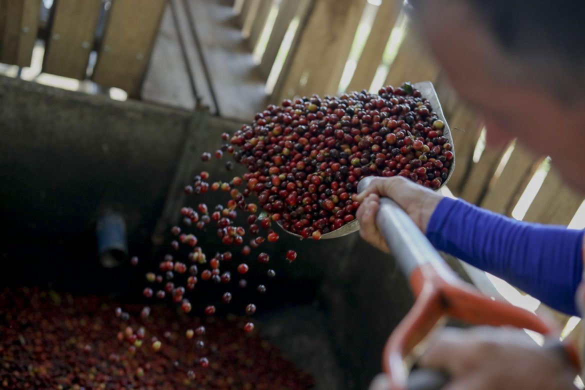 Costa Rica aumentó un 12% la producción de café en el período 2019-2020