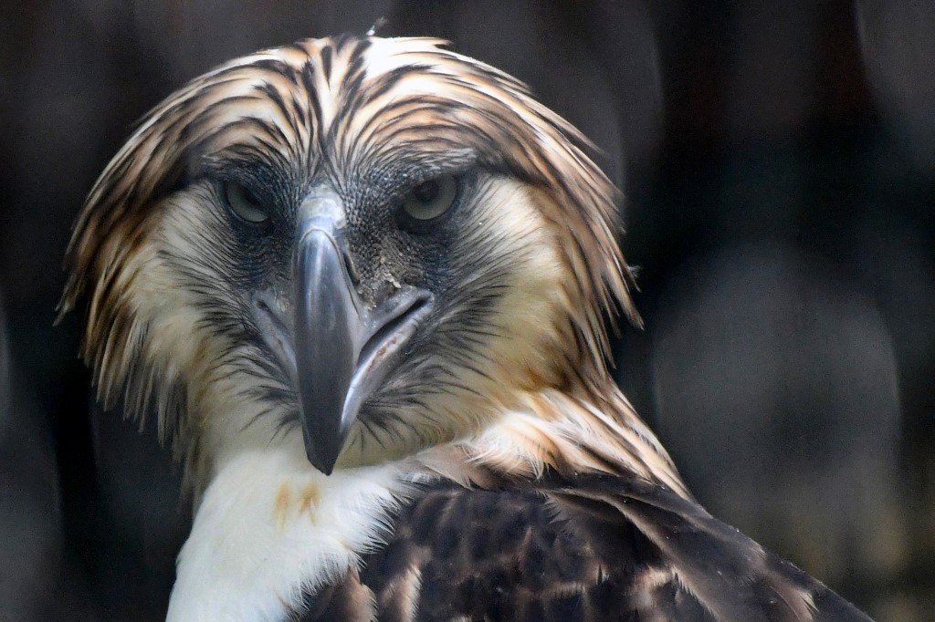 Singapur muestra dos águilas de una especie en peligro de extinción, “prestadas” por Filipinas en un intento por salvarla