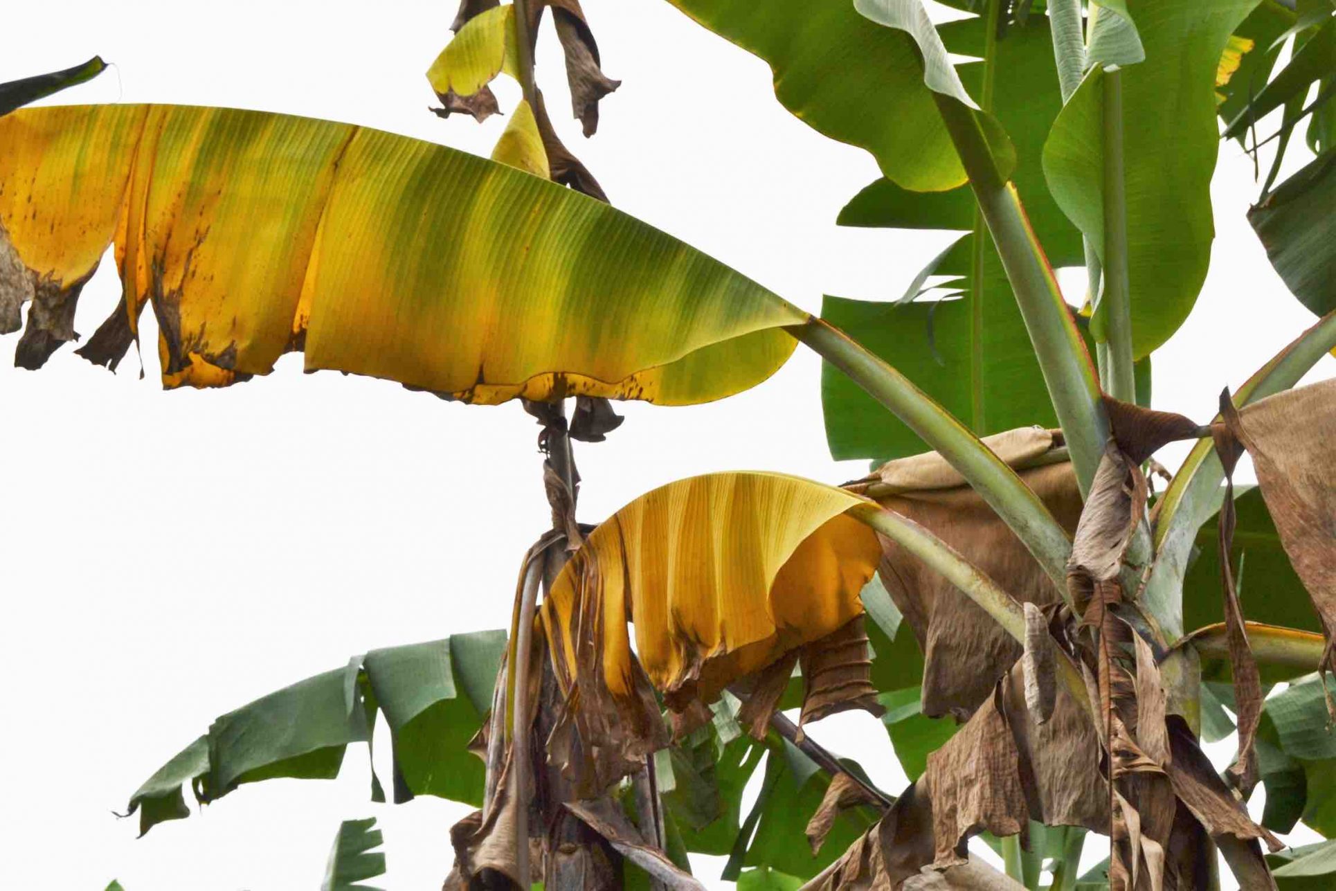 País se mantiene alerta ante hongo que afecta al banano, más medidas vienen en camino
