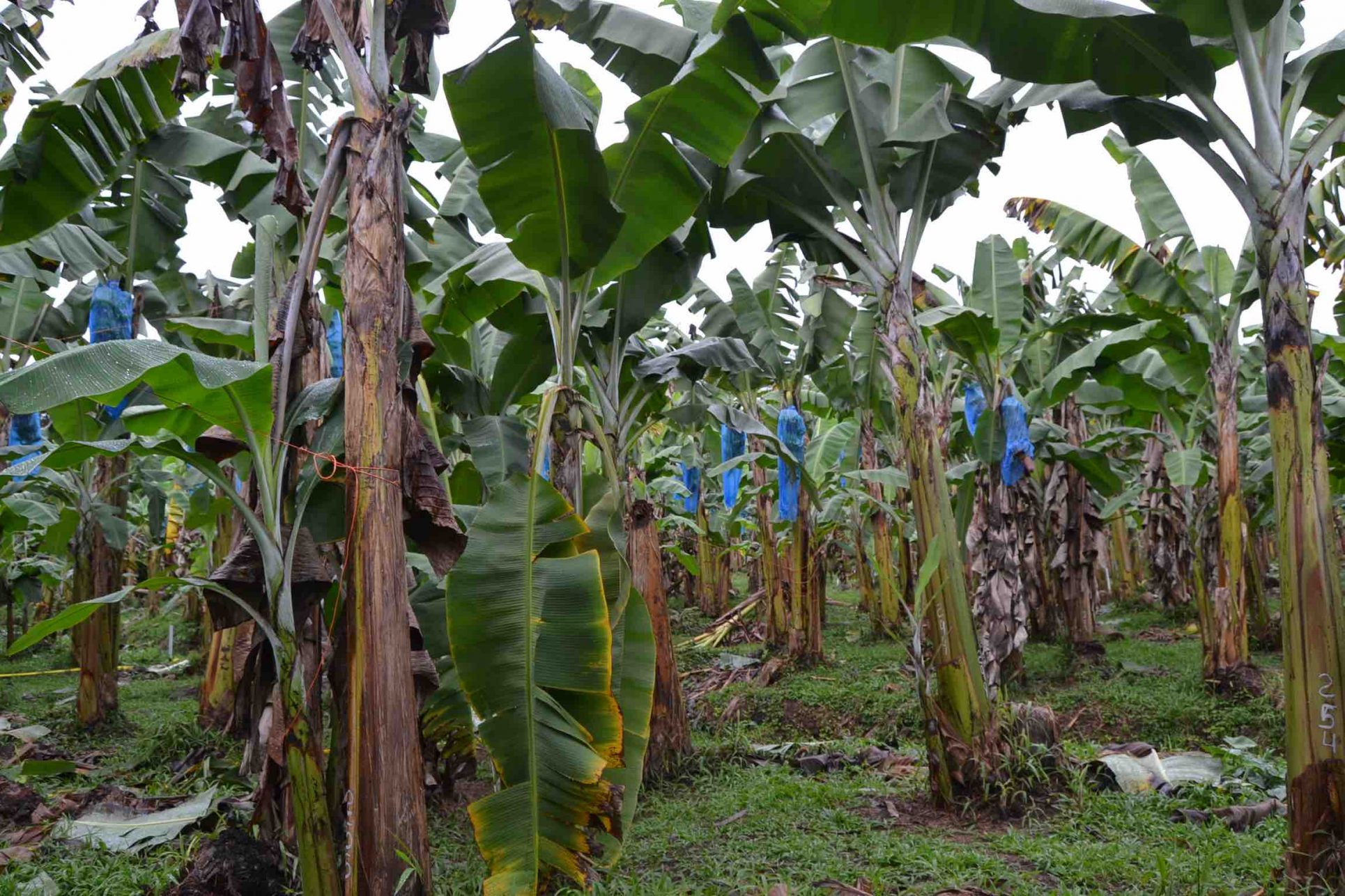 Cámara de Agricultura lamenta despidos en bananeras y advierte de más recortes por el tipo de cambio