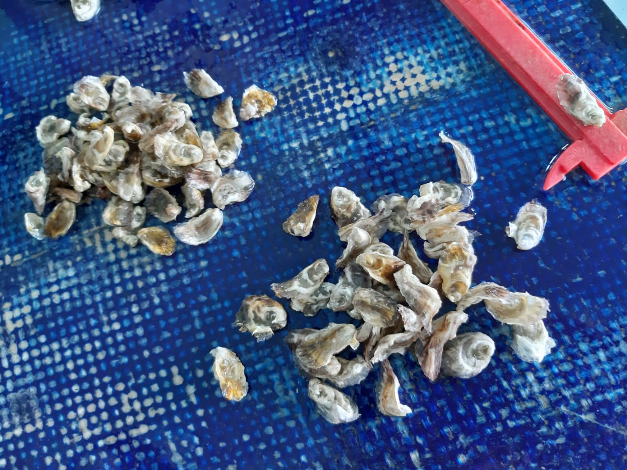 Senasa levanta veda para la extracción y comercialización de moluscos en el Pacífico