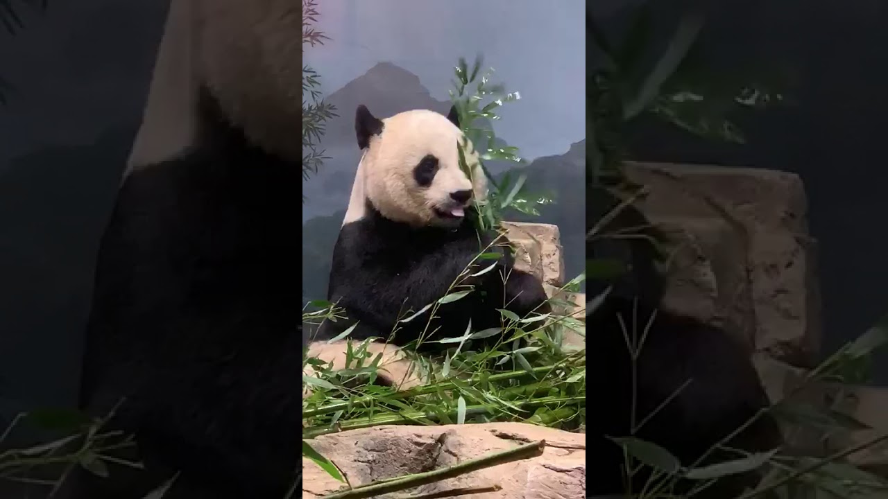 El panda gigante Bei Bei del zoológico Smithsonian en Washington regresará a China el próximo martes