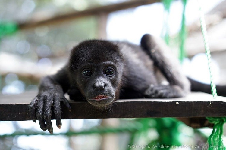 Monos congo en Costa Rica están expuestos a pesticidas, según revela estudio internacional de sus excrementos